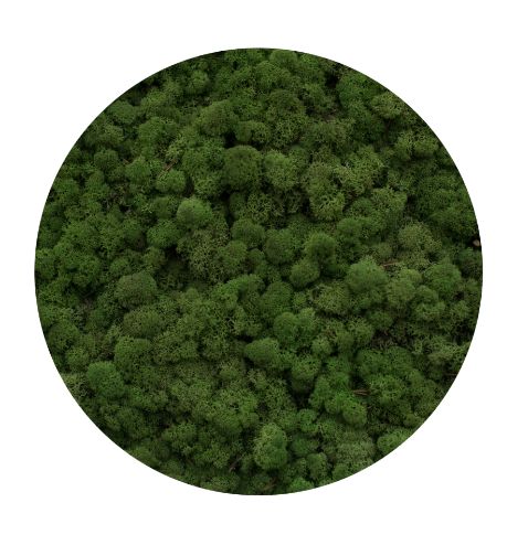 Licheni Medium green