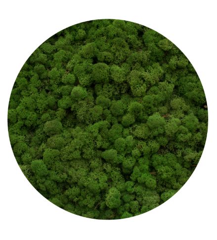 Licheni Moss green