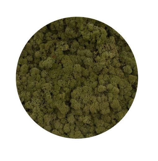 Licheni Olive green