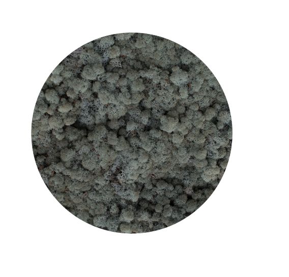 Licheni Silver grey